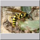 Banchus sp - Schlupfwespe 04b 12mm OS-Wallenhorst-Lehmkuhle.jpg